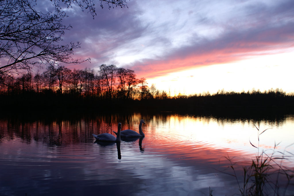 Herbstabend am Weichelsee mit Schwanenpärchen